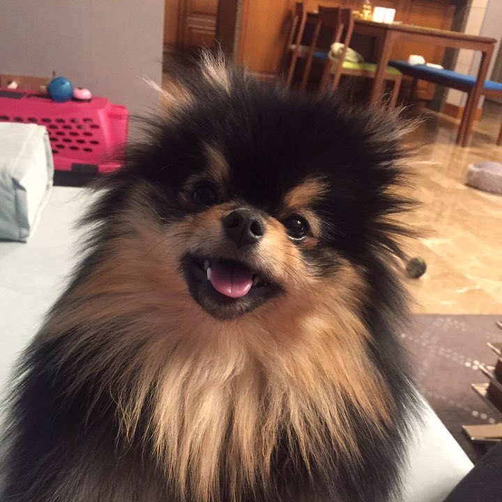 meme_200411's tweet photo. ありがとう、ヨンタン。
星の上でも幸せにね。
いっぱい思い出すからね。 https://t.co/8JGOx8WHE4