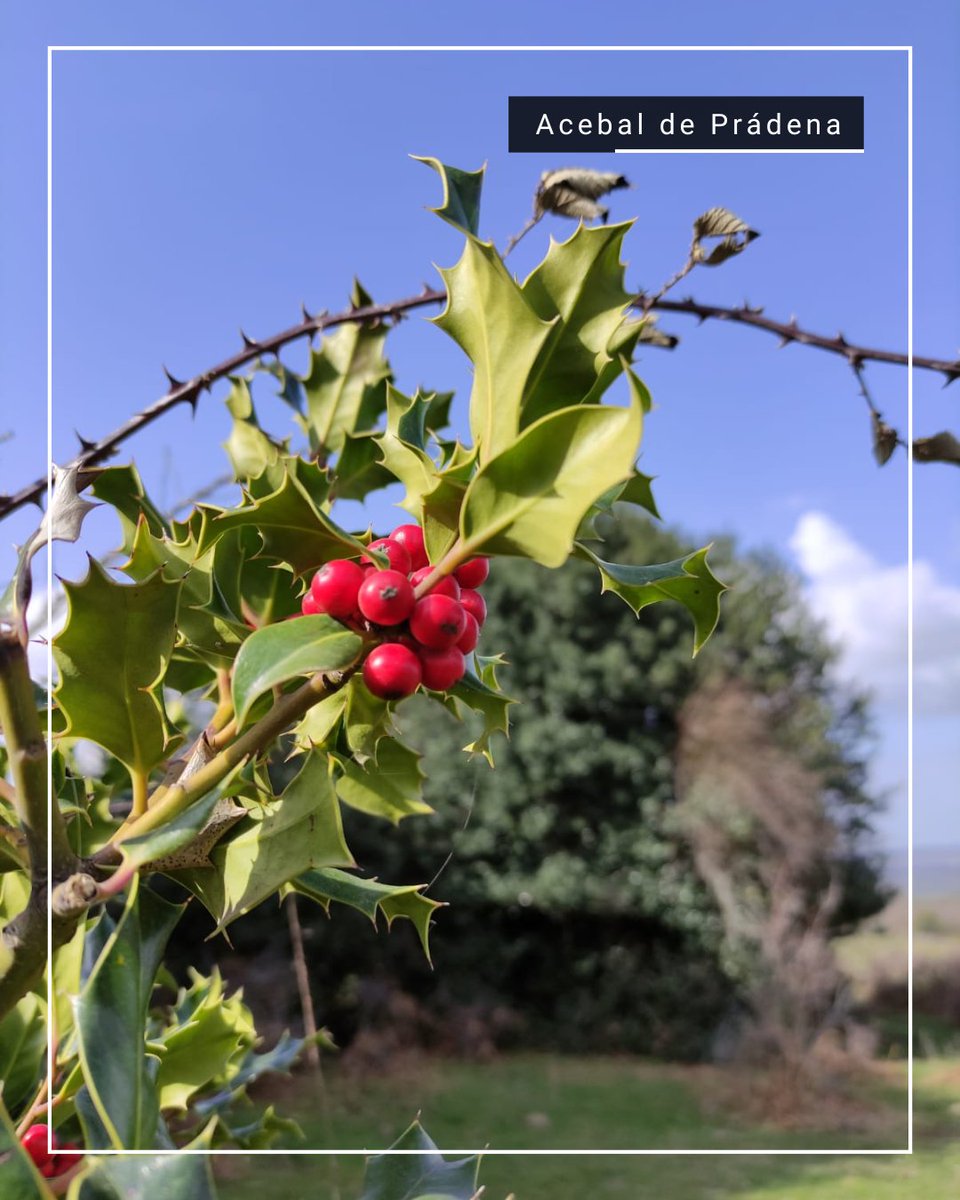 El acebal de Prádena es una ruta sencilla que te permite disfrutar de un bosque bastante diferente a otros y uno de los bosques de acebos más importantes de Europa. 

<a href="/DipuSG/">Diputación de Segovia</a> <a href="/turispradena/">Of. Turismo Prádena</a> <a href="/AyuntamientoPr1/">Ayuntamiento de Prádena</a> <a href="/CODINSE/">CODINSE</a> 
#SegoviaReto366 #ProvinciadeSegovia