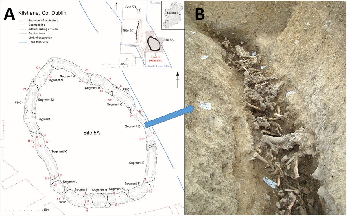 New research from the Passage Tomb People project (PI Jessica Smyth) exploring sexing ancient cattle through proteins preserved in their tooth enamel. This strand of the PTP project was led by colleagues at The University of Manchester
sciencedirect.com/.../pii/S03054…
#LoveIrishResearch