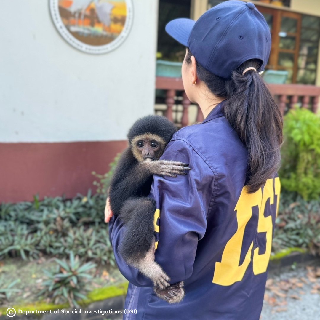 WJCommission's tweet image. Celebrating a historic homecoming for Malagasy wildlife! 🐢🐒

On 27 November 2024, the Wildlife Justice Commission proudly attended the historic Ceremony on the Repatriation of Malagasy Animals hosted by Thailand’s Ministry of Natural Resources and Environment(MNRE). This event…