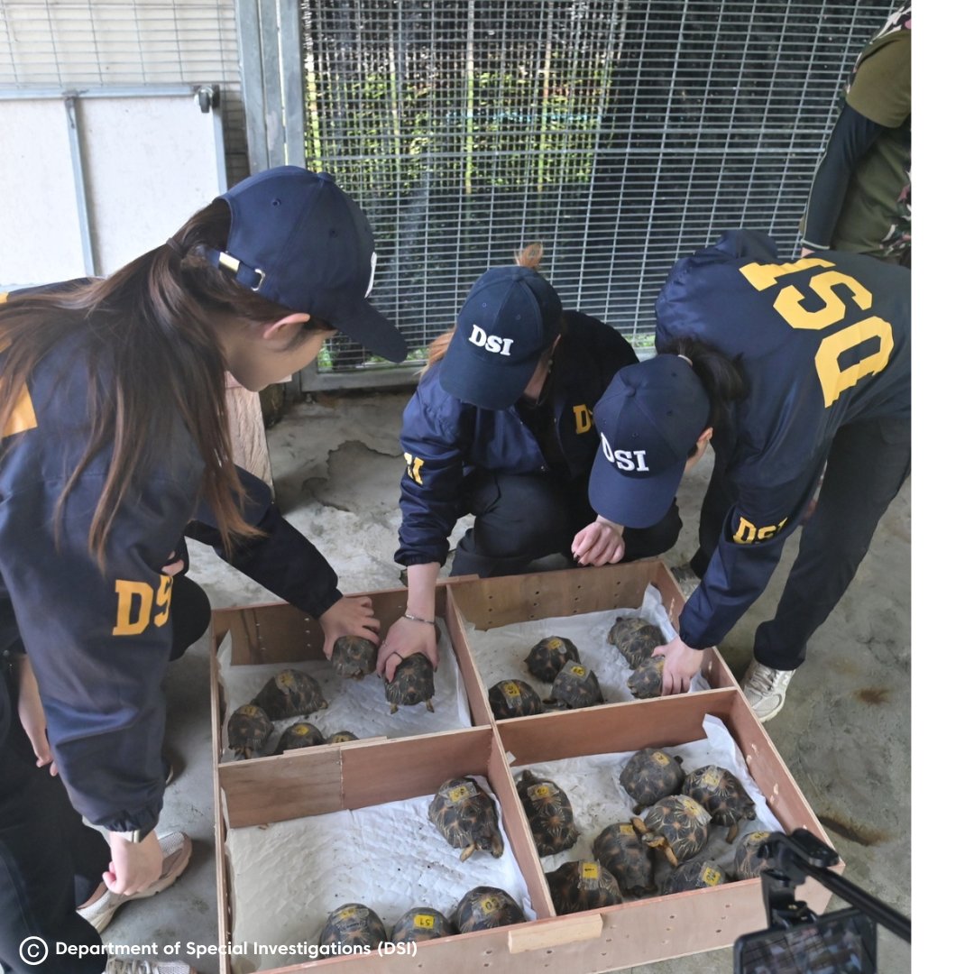 WJCommission's tweet image. Celebrating a historic homecoming for Malagasy wildlife! 🐢🐒

On 27 November 2024, the Wildlife Justice Commission proudly attended the historic Ceremony on the Repatriation of Malagasy Animals hosted by Thailand’s Ministry of Natural Resources and Environment(MNRE). This event…