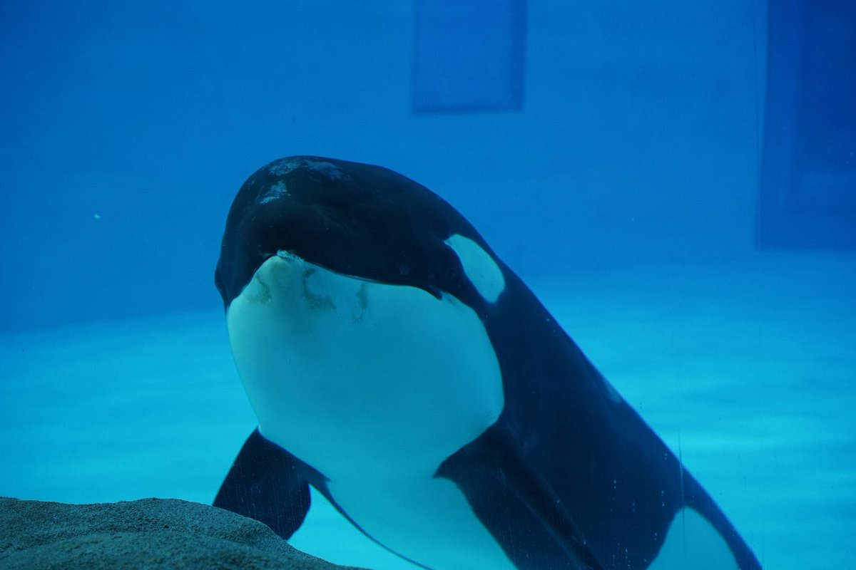 Abyssling's tweet photo. Look at him spit out the small bit and then swallowed it. Show off.😚
#虎鲸 #Orca #OrcinusOrca #シャチ #ChimelongSpaceShip #四隆 #Silong https://t.co/jFLhRrAfnO