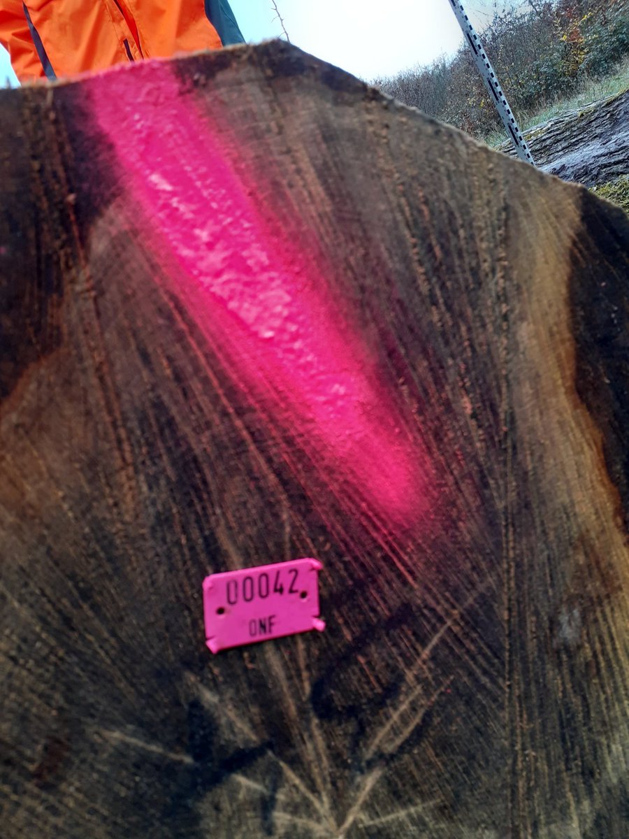 Gerer la forêt c'est anticiper et transmettr, valoriser les bois c'est la récompense du travail de 4 à 5 générations de forestiers, un travail de pro chaque chênes est classé par utilisation de bois d'œuvre à vouillé certains sont à <a href="/notredameparis/">Cathédrale Notre-Dame de Paris</a> 🙏 équipes  <a href="/ONF_Officiel/">Office national des forêts</a> !