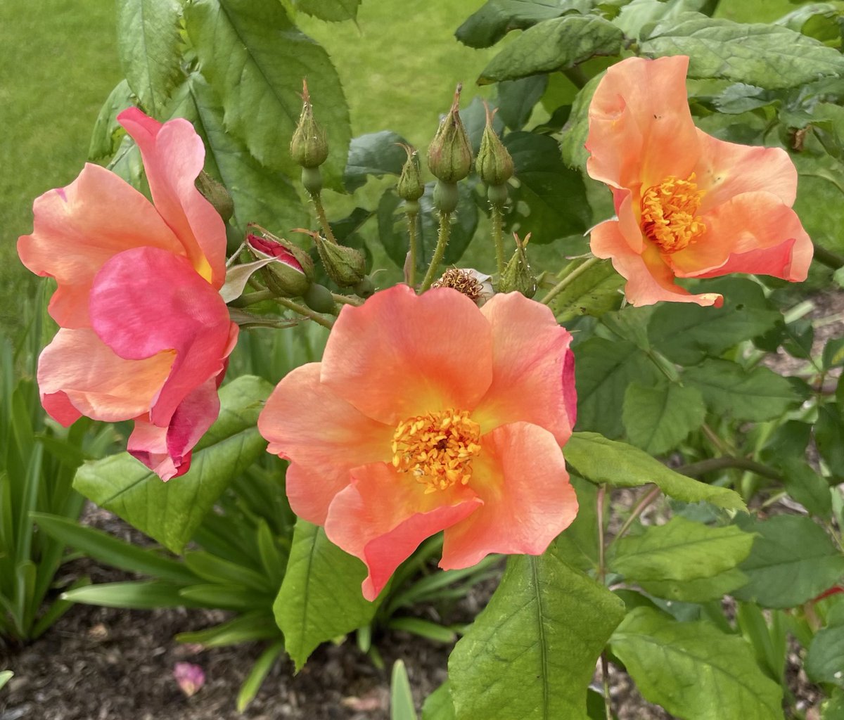 rosesukroses's tweet photo. Warming up a chilly morning on the second day of our #roseadvent are ‘Morning Mist’ and ‘Bright and Breezy’.
Have a good week everyone, take care, stay safe.
#roses #GardeningX #CheeringUpMondays
@kgimson https://t.co/IddAR2fsAt
