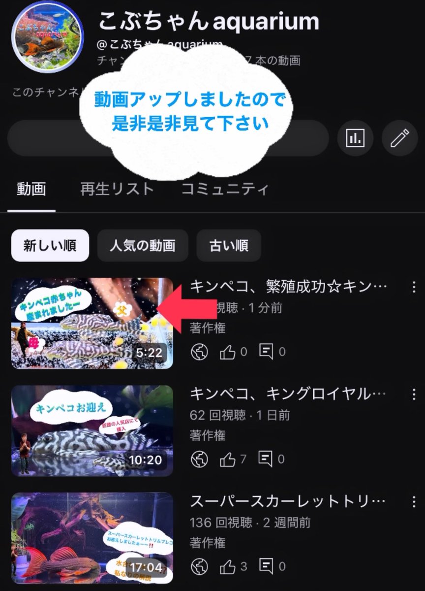 Kobuchanaqua's tweet photo. キンペコ赤ちゃん産まれましたーー🤩✨✨
ご報告の動画アップしましたので是非是非見て下さい♪
#キンペコ
#キングロイヤルペコルティア
#リアルメガクラウン
#メガクラウン
#ニューメガクラウン
#l333
#l66
#熱帯魚 https://t.co/bssqzztYjp