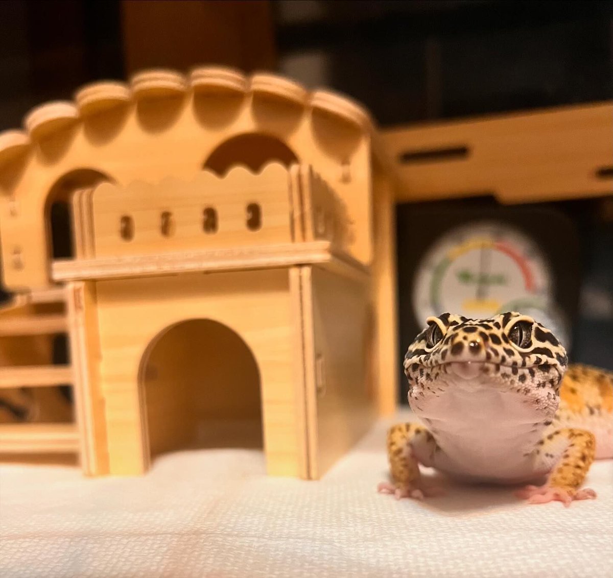 両爬工房＠動物モチーフの革財布メーカー (@ryoha_kobo) / Posts / X