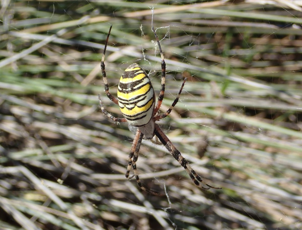 Merops Field Studies tweet media