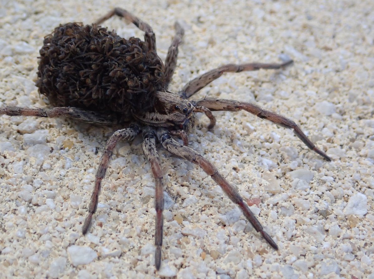 Merops Field Studies tweet media