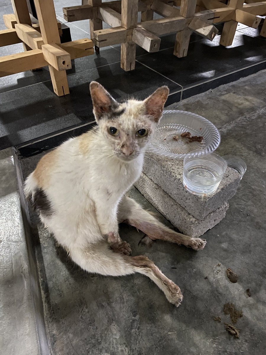 FiskaYenitaFK_'s tweet photo. Lumpuh - Makan tak boleh tunduk - Spine patah - Urine burn. 😿

Tengok saja kecederaan yang dia alami, cukup terlalu lama sebab bulu sampai habis, kulit melecet mengesot berjalan. 😭🥹

Korang, boleh ke ramai² bantu kos rawatan adik malang ni? Beri peluang untuk dia sembuh. 🙏🏻🥹 https://t.co/54Jo0YHocZ