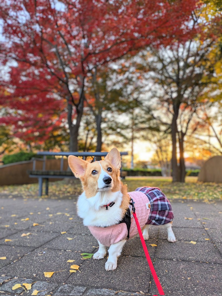 紅葉🍁キレイわん
 #コーギー