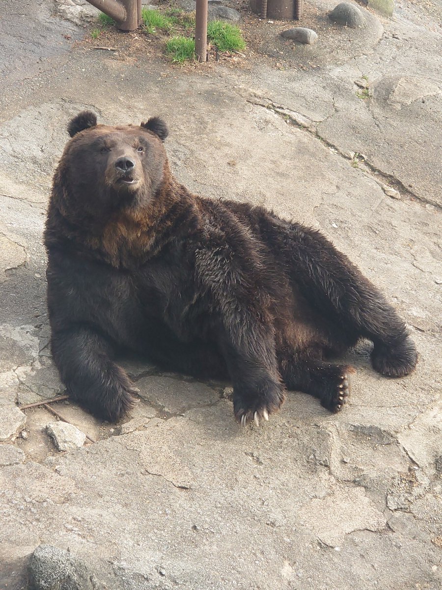 poteitou_kuma's tweet photo. のぼりべつクマ牧場　#月曜日のクマ https://t.co/99yxWlEjWp