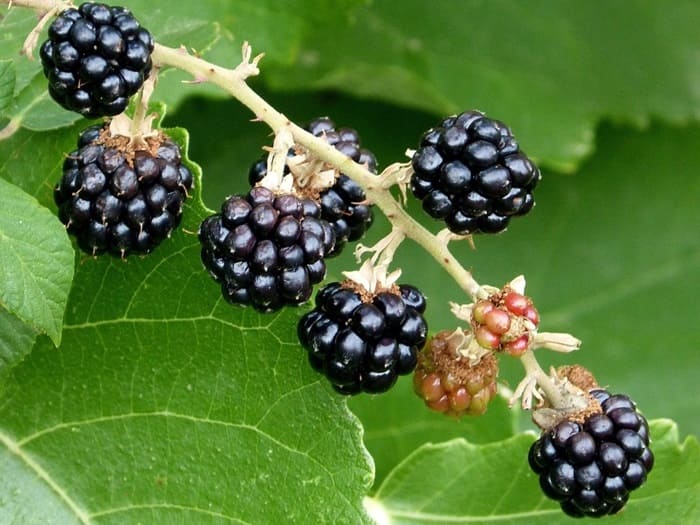 AGQLabs's tweet image. 🌱🍇 Las reservas en zarzamora, acumuladas como almidón, son clave para el crecimiento y la producción de frutos. Aprende cómo optimizar tu cosecha 👉 agqlabs.mx/2024/09/08/com…

#Zarzamora #AgriculturaDePrecisión #ManejoAgronómico #CosechaProductiva