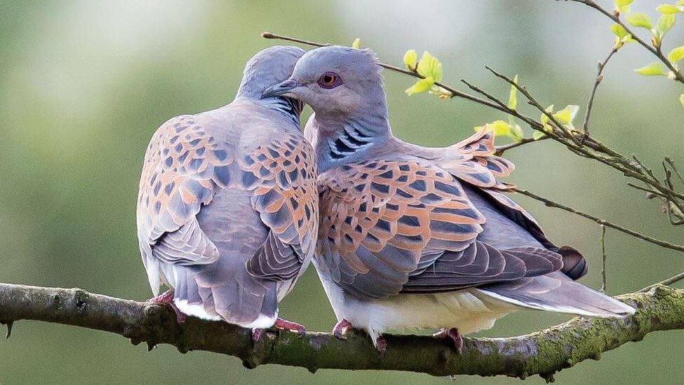 On the second day of Christmas my true love sent to me, two turtle doves and a partridge in a pear tree.
Ate them.