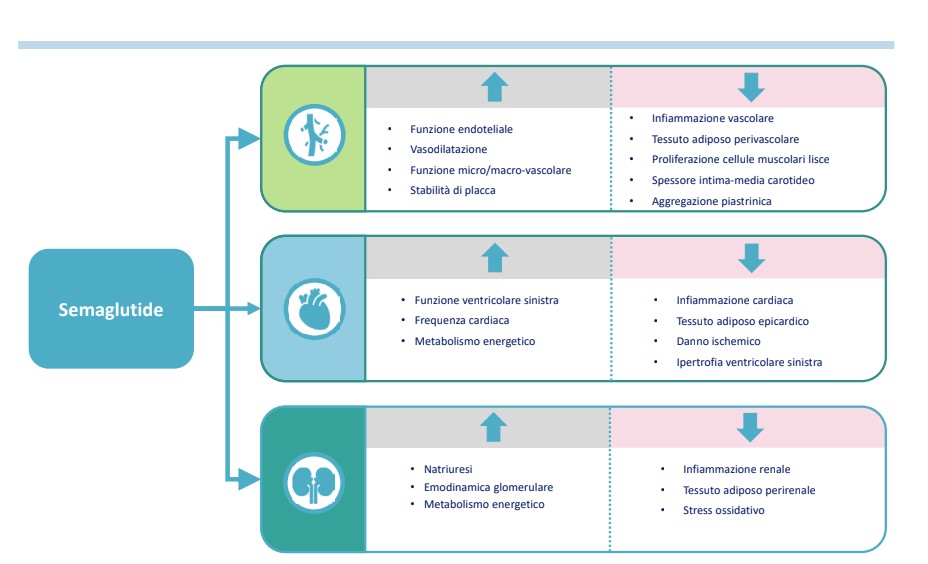 gitalcardiol's tweet photo. 📈📉 Riduzione del rischio cardiovascolare e protezione renale: focus su #Semaglutide nello Statement #ANMCO by De Luca, et al con la guida di Oliva
https://t.co/F2oD6i0jff https://t.co/3OJzsKt2Um