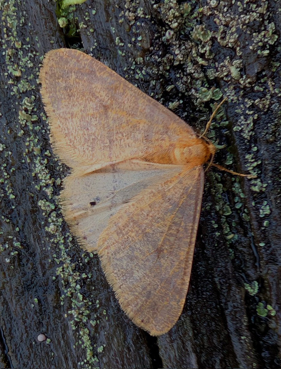 Dr Phil Saunders 🇬🇧 🇪🇺 🌈 tweet media