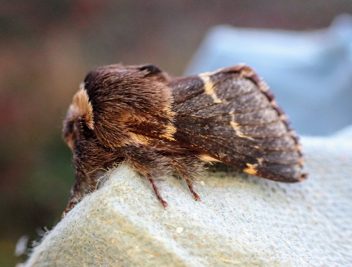Dr Phil Saunders π¬π§ πͺπΊ π (@beardybirder) on Twitter photo Back to earth with a bump at the Cold Harbour office this morning, with 14/9 in the trap, altho' still incl'g 2 S.M.Willow, a Diamondback, & RDP. Scarce Umber was however the highlight - a sp. that lives up to its name in Dorset & the first I've caught in the county <a href="/DorsetMoths/">Dorset Moths</a> Back to earth with a bump at the Cold Harbour office this morning, with 14/9 in the trap, altho' still incl'g 2 S.M.Willow, a Diamondback, & RDP. Scarce Umber was however the highlight - a sp. that lives up to its name in Dorset & the first I've caught in the county <a href="/DorsetMoths/">Dorset Moths</a>
