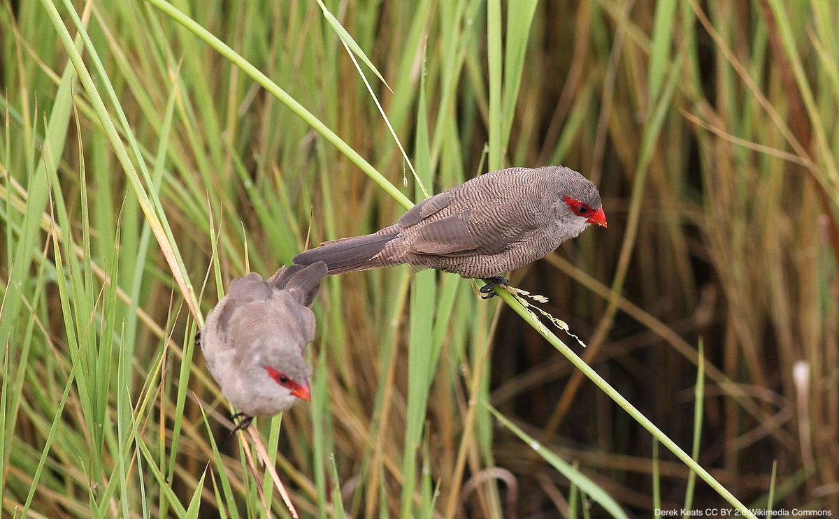 BOU 👩🏻🏫👨🏿🏫🧕🏽👳🏽♂️ 🌈 (@ibis_journal) on Twitter photo Ageing and environment affect female more than male color in a mutually ornamented bird | doi.org/10.1093/beheco… | <a href="/BehavEcol/">Behavioral Ecology</a> | #ornithology Ageing and environment affect female more than male color in a mutually ornamented bird | doi.org/10.1093/beheco… | <a href="/BehavEcol/">Behavioral Ecology</a> | #ornithology