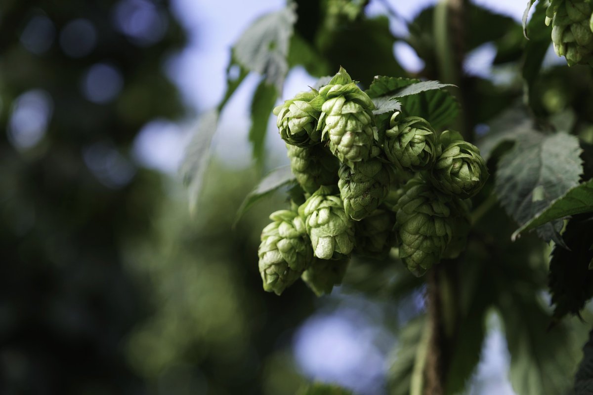 Pellicle (@pelliclemag) on Twitter photo Episode 64 of our podcast is out this morning! Join <a href="/totalcurtis/">Matthew Curtis</a> for a fun panel discussion about modern IPA and new hop varieties recorded at this years <a href="/FyneFest/">FyneFest</a> and featuring @trackbrewco and <a href="/LostCauseBrew/">LostCauseBrewingCo</a>. Listen here:
pelliclemag.com/home/2024/12/1… Episode 64 of our podcast is out this morning! Join <a href="/totalcurtis/">Matthew Curtis</a> for a fun panel discussion about modern IPA and new hop varieties recorded at this years <a href="/FyneFest/">FyneFest</a> and featuring @trackbrewco and <a href="/LostCauseBrew/">LostCauseBrewingCo</a>. Listen here:
pelliclemag.com/home/2024/12/1…