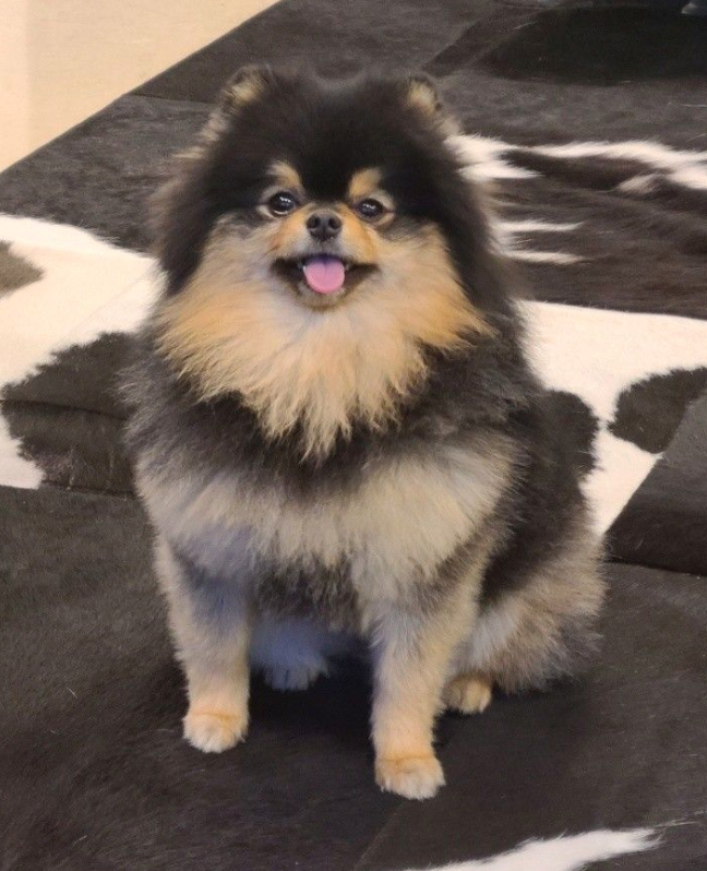 AboutMusicYT's tweet photo. Taehyung's dog, Yeontan, has sadly passed away. https://t.co/UWXKYwMpTG