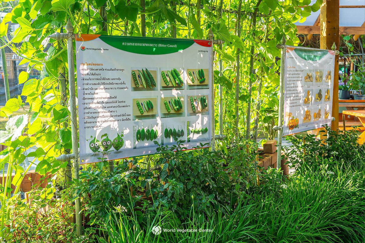 𝐊𝐀𝐒𝐄𝐓 𝐅𝐀𝐈𝐑 𝟐𝟎𝟐𝟒
Join us Dec 1–10, 2024, at the TVRC booth in collaboration with the WorldVeg, in front of the Faculty of Agriculture, Kasetsart University, Kamphaeng Saen Campus. Don't miss it!
#kasetfair2024 #tvrc #kasetsartuniversity