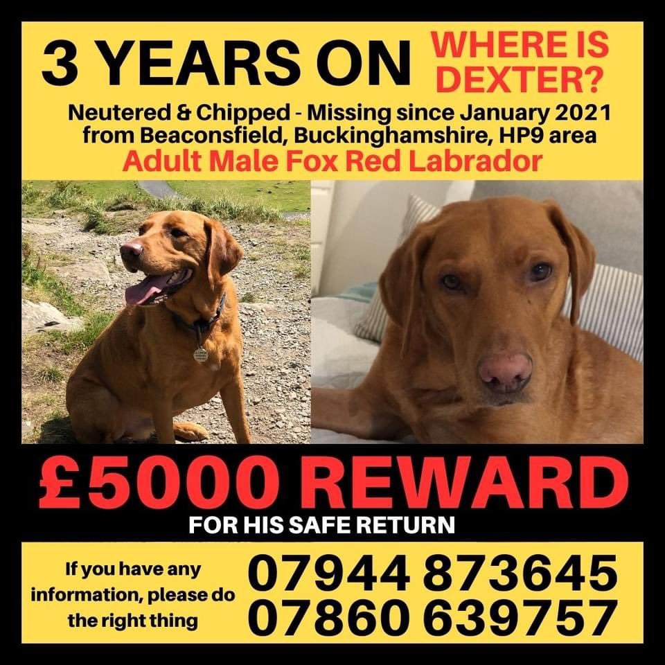 cattatackk's tweet image. It's almost been 4 years, and nothing. Please share, someone has to know something. His family miss him so much. Maybe they can have a Christmas miracle 🥺🙏 #GetDexterHome