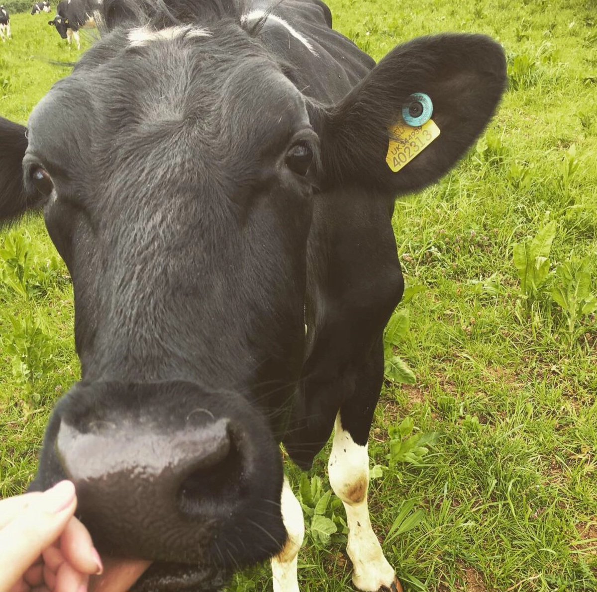 ❌️ Bovaer ❌️ 

To address the concerns over Bovaer in the products we process and supply....

Neither of the farms we partner with use it. We all believe in keeping milk as simple and healthy as can be, just as nature intended. 🌱

#BovaerFree  #Dairy #Bruton #BrutonDairy