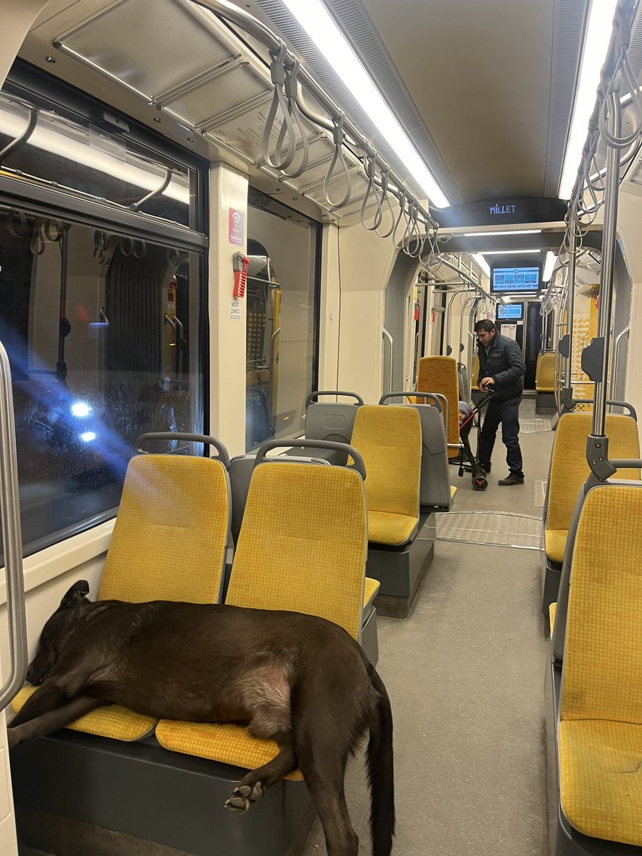 Başıboş Köpek Tehlikesi tweet media