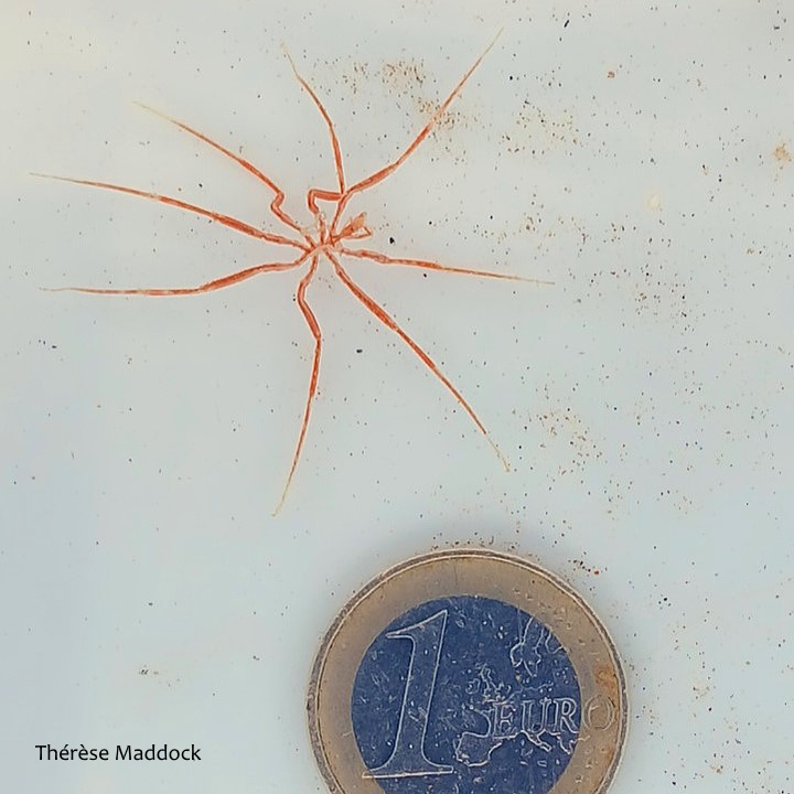 We have recently added validated records of Sea Spiders (Pycnogonids) to the exploreyourshore.ie database. Thanks to Dr. Jamie Maxwell of <a href="/NMINHDublin/">NaturalHistoryDublin</a> for validating records for this under recorded group.