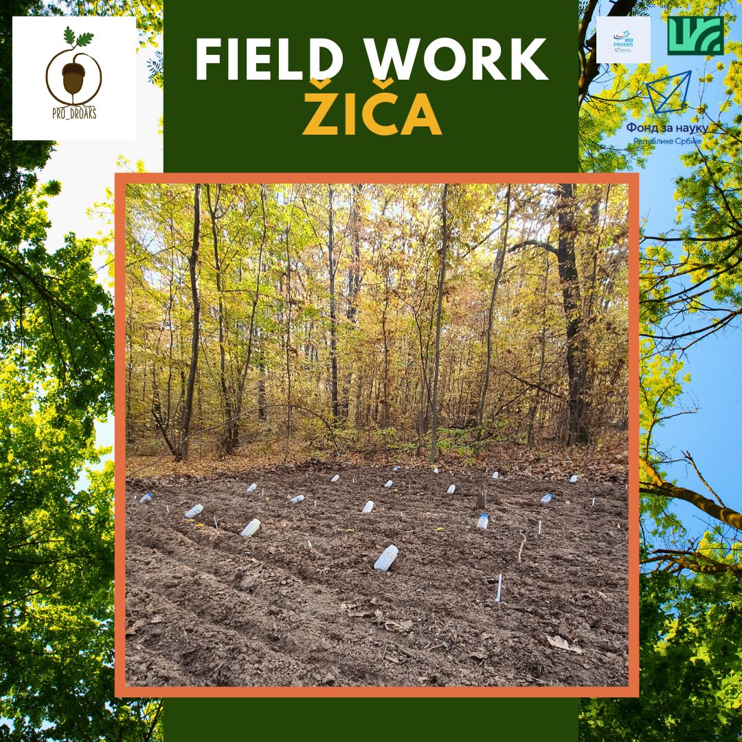 pro_droaks's tweet photo. When soil is ready, we've sown acorns from different provenances.
🌍 Why different provenances?
To understand how genetic diversity influences growth and resilience under varying conditions, paving the way for smarter restoration strategies.
@fondzanauku_rs #promis2023 https://t.co/EUqHLTqHIC