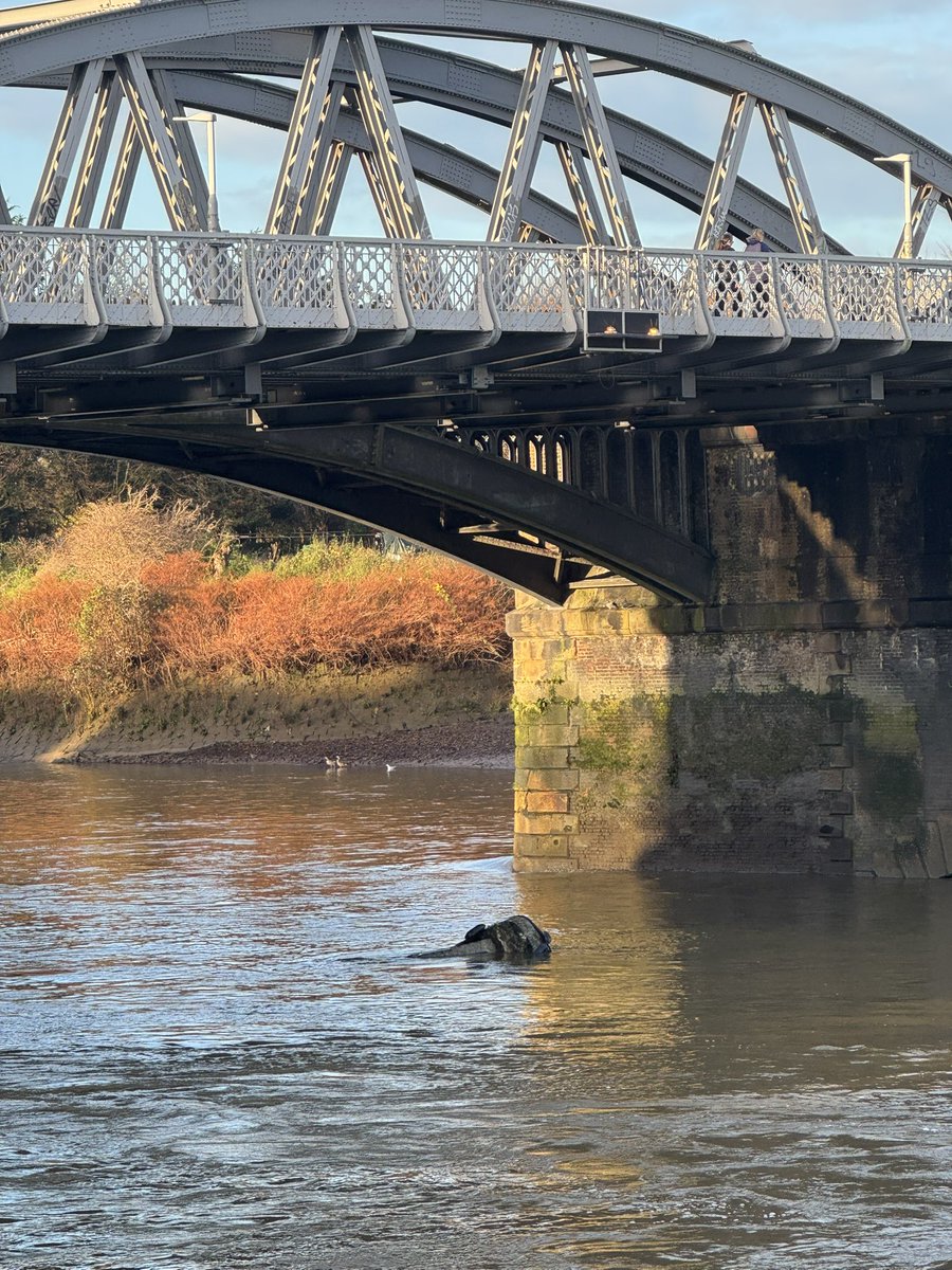 ClareDelmar's tweet image. drama on the tideway this morning as car hurtles downriver on the ebb tide @RNLI @LondonPortAuth @ThamesPics @ThamesPathNT @Thames21