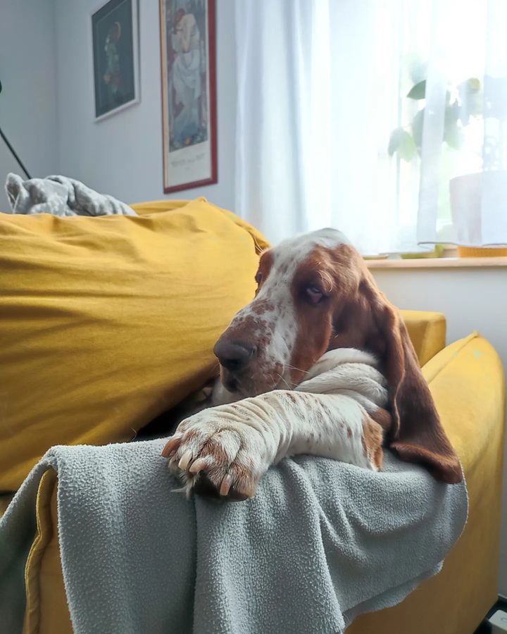 chiendechasse_'s tweet photo. Bref, ça va comme un lundi ... 😴
#ChienDeChasse #ChienDeVie #VieDeChienDeChasse #ChassePartage #WeekendDifficile #Lundi #Reprise https://t.co/l2GVQz71ZK