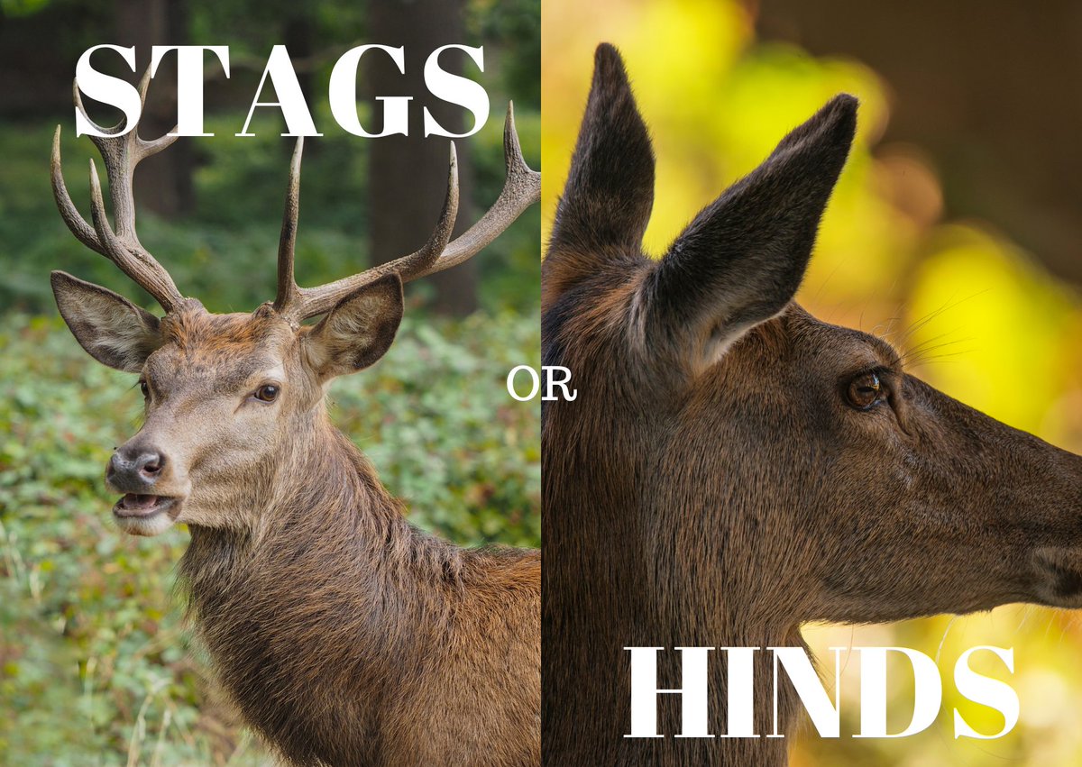 ActionAgainstS's tweet image. "Traditionally" at this time of year, the 3 remaining stag hunt packs in England would be hunting hinds. Recent reports from sabs &amp;amp; monitors shows that their relentless pursuit for blood knows no bounds and both stags and hinds are being hunted. 

@SteveReedMP  @BritishDeerSoc