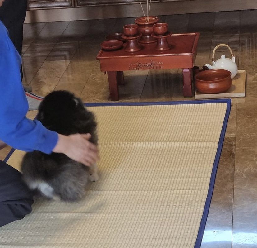 รักขนาดที่ว่า พายอนทันไปไหว้พระขอพรอะ
เราเลี้ยงหมาเรายังไม่เคยพาไปเลย น้องต้องรักขนาดไหนวะ น้องเห็นยอนทันเป็นครอบครัวด้วยซ้ำ เชื่อว่ายอนทันรับรู้ว่าแทฮยองรักเค้าแค่ไหน 

ยอนทัน นายช่วยเป็นกำลังใจให้แทฮยองจากบนนั้นด้วยนะ พวกเราจะรักและดูแลแทฮยองต่อจากนายเอง