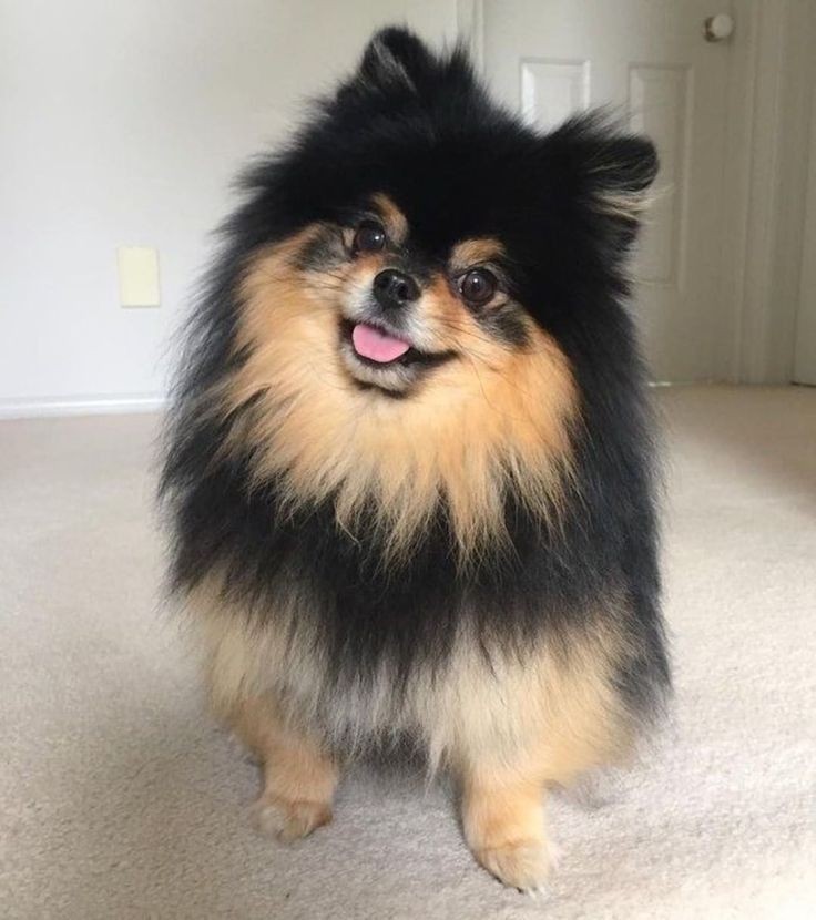 MobiShiu's tweet photo. ریپ و ریت کنین برا یونتان:) 
BORAHAE TAEHYUNG
WE LOVE YOU YEONTAN 
WE LOVE YOU TAEHYUNG
ALWAYS WITH TAEHYUNG
WITH TAEHYUNG TILL THE END https://t.co/RAGhcBGVnf