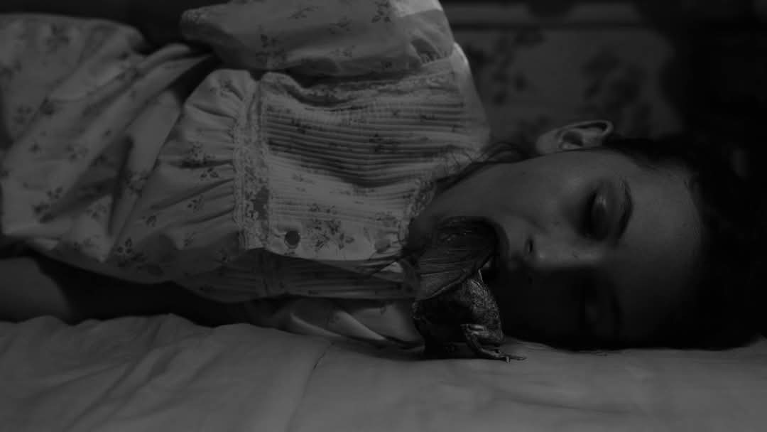 Ibrahim. tweet media