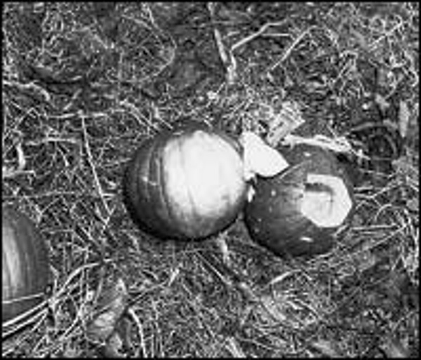 SpiesVespers's tweet photo. OTD Dec 2, 1948 #Whittaker_Chambers leads HUAC investigators to field and famed Pumpkin Papers. https://t.co/nkhkUSz12Q