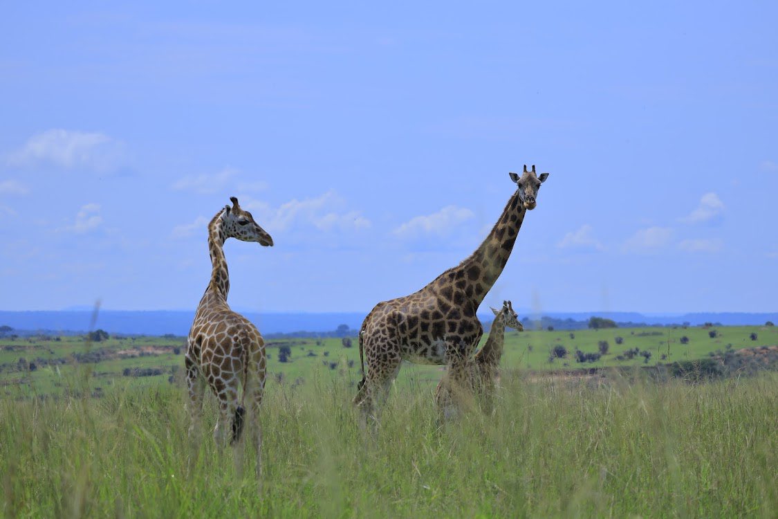 akandatours's tweet photo. Nature! https://t.co/DofIe6ewuc