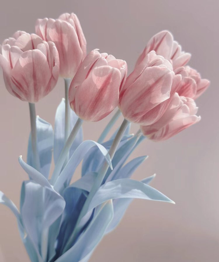 heart_jpg's tweet photo. tulips https://t.co/CvabTrn6jt