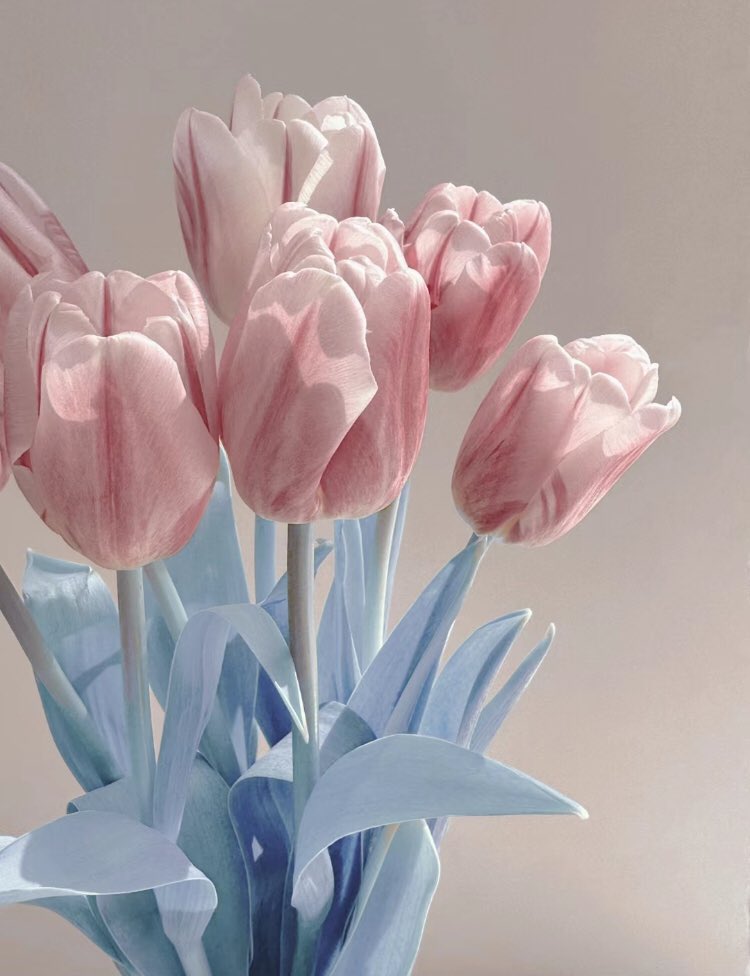heart_jpg's tweet photo. tulips https://t.co/CvabTrn6jt