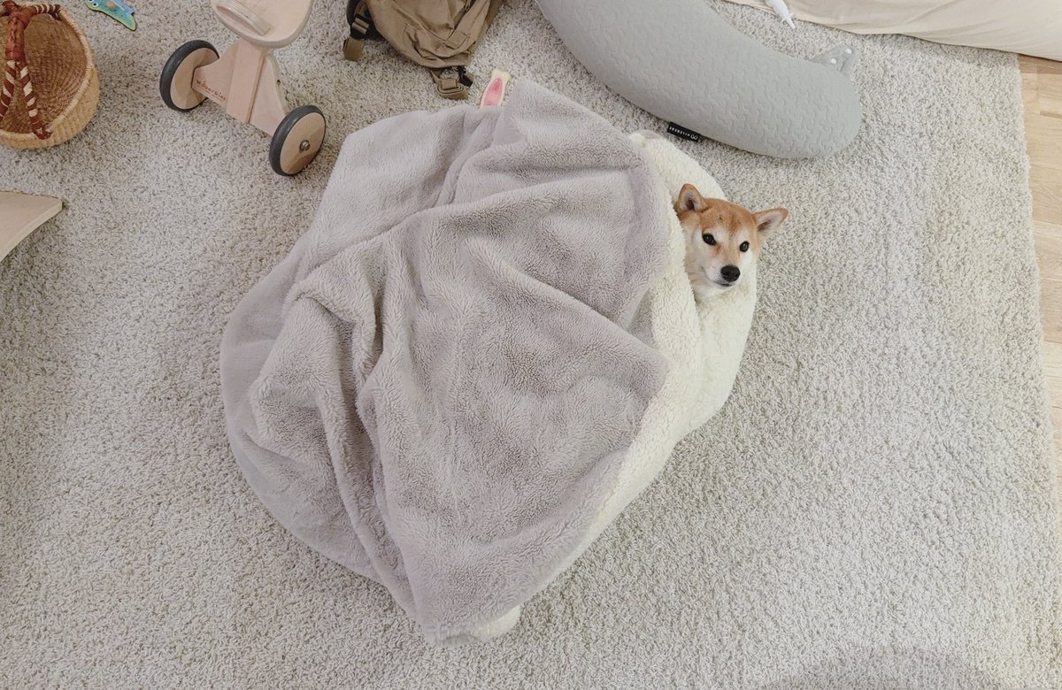 柴犬りんご郎 tweet media