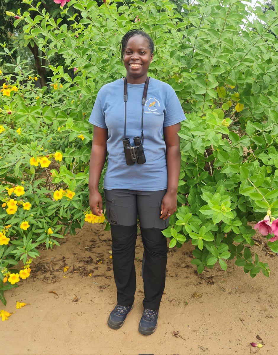 Kartong Bird Observatory 🇬🇲 (@kartongbirdobs) on Twitter photo Congratulations to Naffie Sarr, who is the first Gambian woman to attain a <a href="/_BTO/">BTO</a> bird ringing licence. Naffie has worked for KBO for six years and has completed the Evolving Conservation Leadership course with the <a href="/ospreylf/">Osprey Leadership Foundation</a> .
Well done, Naffie, we are all extremely proud of you. Congratulations to Naffie Sarr, who is the first Gambian woman to attain a <a href="/_BTO/">BTO</a> bird ringing licence. Naffie has worked for KBO for six years and has completed the Evolving Conservation Leadership course with the <a href="/ospreylf/">Osprey Leadership Foundation</a> .
Well done, Naffie, we are all extremely proud of you.