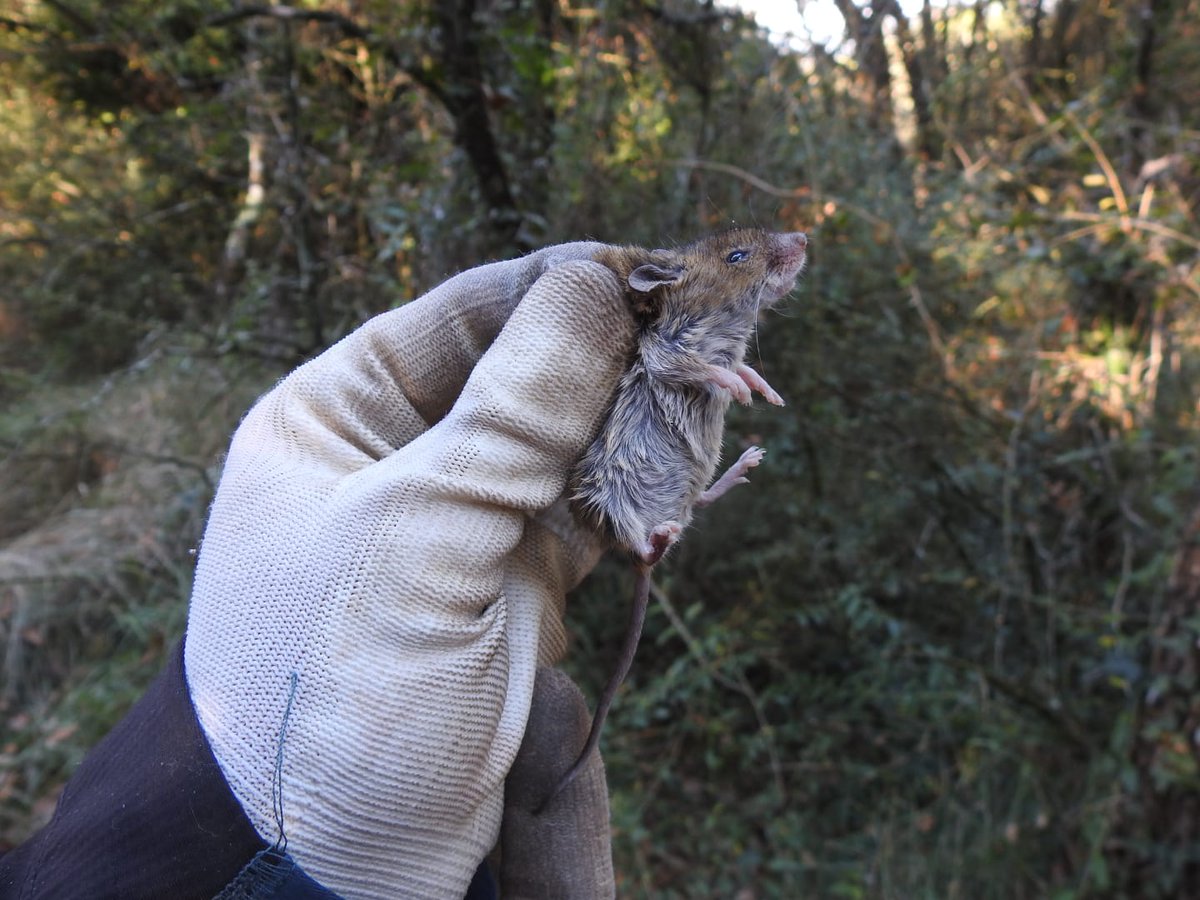 Xarxa de Parcs Naturals (@xarxadeparcs) on Twitter photo 🐁Remunta l’abundància de petits mamífers a l’Espai Natural de les Guilleries-Savassona després que durant les campanyes de seguiment de 2023 del <a href="/SEMICE_/">Projecte SEMICE</a> les poblacions van tocar fons
ℹ️ parcs.diba.cat/web/l-informat… 🐁Remunta l’abundància de petits mamífers a l’Espai Natural de les Guilleries-Savassona després que durant les campanyes de seguiment de 2023 del <a href="/SEMICE_/">Projecte SEMICE</a> les poblacions van tocar fons
ℹ️ parcs.diba.cat/web/l-informat…