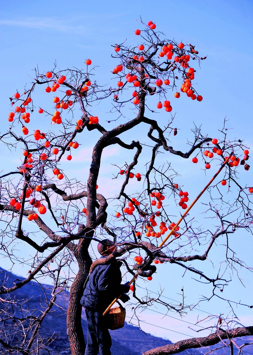 ExploreGansu's tweet photo. 🏮🍂Bright as embers, shaped like lanterns, the ripe persimmons in Lixian county, Longnan, #Gansu province, are greeting the arrival of harvest season. #GansuTravel #CharmingGansu #GansuGlance https://t.co/ASYEimlSLl