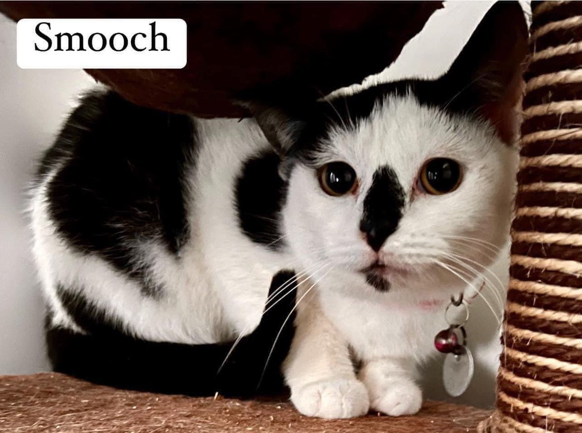 newstartcats1's tweet image. Meet Smooch 💋😽 an 18-month-old male feline bundle of joy, ready to bring love and laughter into your home! With his charming personality and sweet demeanor, Smooch is the perfect addition to any family 💜🐾 #AdoptDontShop