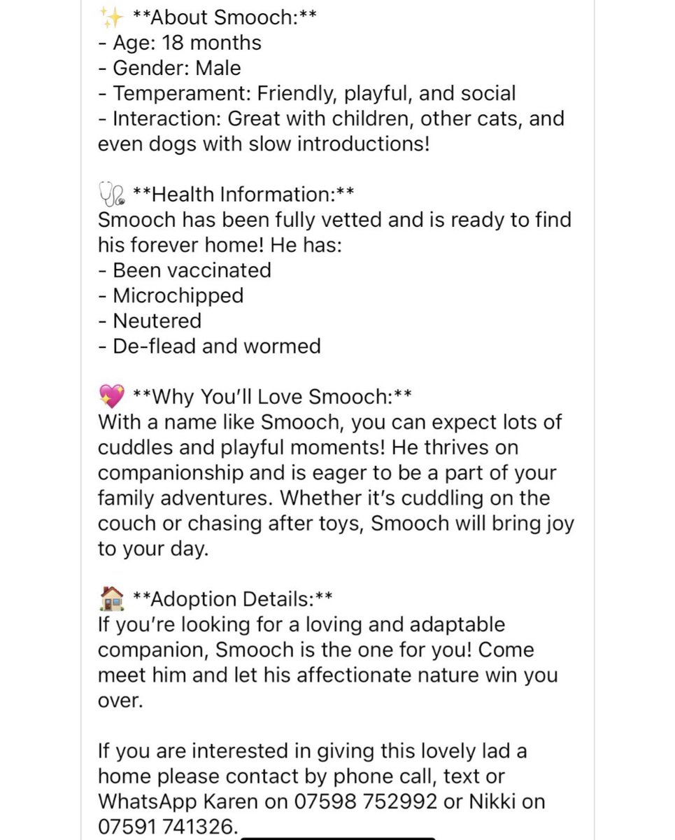 newstartcats1's tweet image. Meet Smooch 💋😽 an 18-month-old male feline bundle of joy, ready to bring love and laughter into your home! With his charming personality and sweet demeanor, Smooch is the perfect addition to any family 💜🐾 #AdoptDontShop