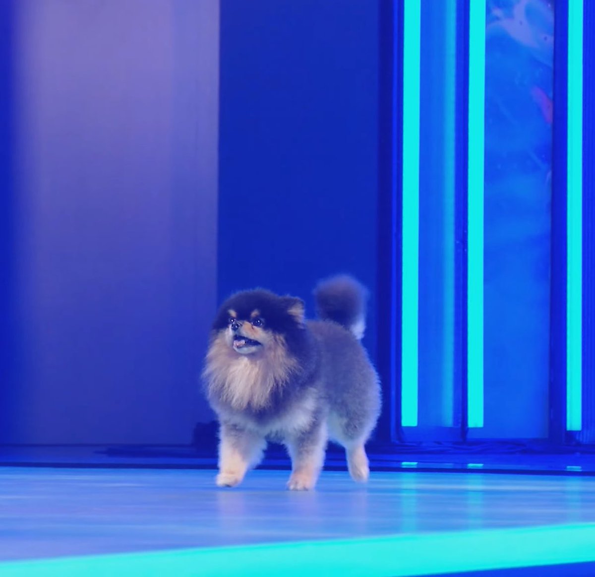 Gozilla_Yeontan's tweet photo. ขอโทษนะ ที่เอาจานพันล้านมาใส่อาหารเม็ดให้ไม่ได้ 

WE LOVE YOU TANNIE
WE LOVE YOU TAEHYUNG
#아미가슴에_영원히남을별_김연탄
#연탄아_언제나기억할게
WITH TAEHYUNG TILL THE END https://t.co/Qu4Am9pnRO