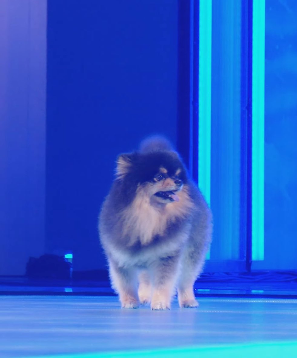 Gozilla_Yeontan's tweet photo. ขอโทษนะ ที่เอาจานพันล้านมาใส่อาหารเม็ดให้ไม่ได้ 

WE LOVE YOU TANNIE
WE LOVE YOU TAEHYUNG
#아미가슴에_영원히남을별_김연탄
#연탄아_언제나기억할게
WITH TAEHYUNG TILL THE END https://t.co/Qu4Am9pnRO
