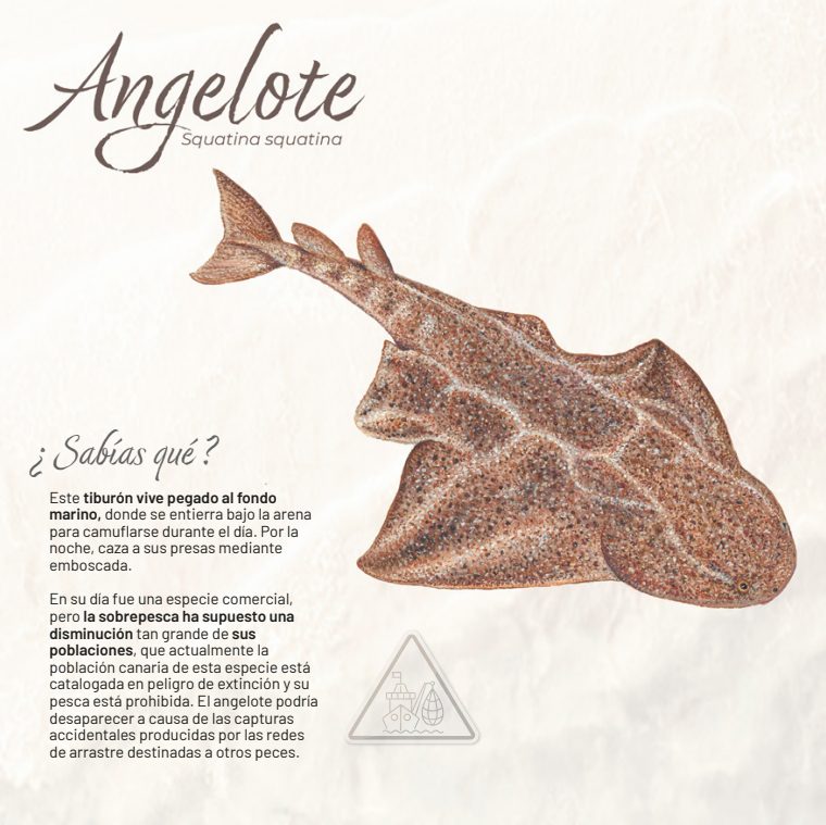 oapngob's tweet photo. 🗓️¡Nuevo mes! y nuestro padrino de diciembre es un #angelote🦈
⚠️Clasificado como En Peligro Crítico por la UICN ya que ha desaparecido de gran parte de su área de distribución histórica
Aún puede encontrarse en Canarias, lo que da esperanza de poder salvarlo de la extinción☠️ https://t.co/5co909Bvkv