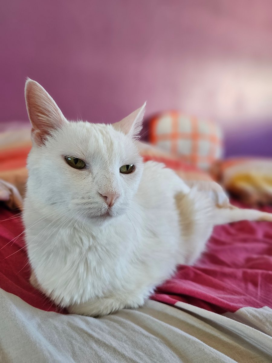 Gustavisimo tweet media