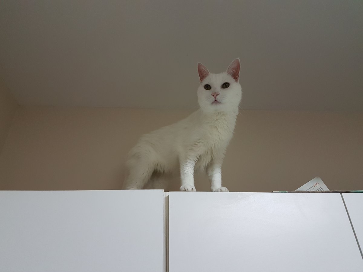 Gustavisimo tweet media